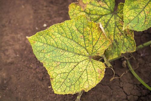 Почему желтеют и сохнут листья огурцов в теплице: причины и способы предотвращения