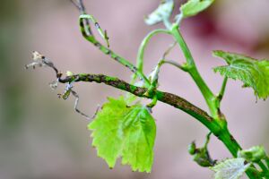 Антракноз винограда: защитите лозу от виноградной оспы