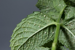 Белокрылка: защита овощных культур в теплицах и открытом грунте