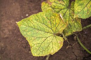 Чому жовтіє листя та зав’язі огірків: найпоширеніші причини