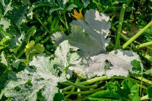 Хвороби кабачків: як захистити врожай