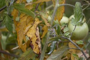 Хвороби пасльонових культур