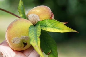 Хвороби персика: як розпізнати і чим обробляти