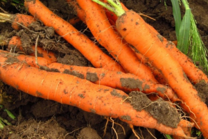 Хвороби та шкідники моркви