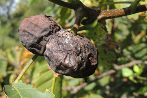Болезни грецкого ореха: о чем говорят черные пятна