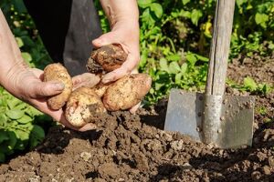 Когда копать картошку: советы хозяину
