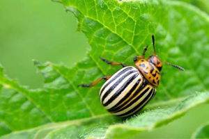 Колорадский жук: борьба с вредителем препаратом «АТО Жук»