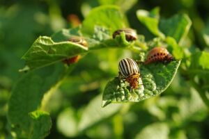 Колорадський жук: як позбутися від шкідника на картоплі