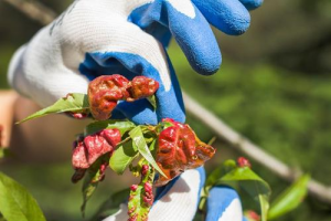 Курчавость листьев персика - как предостеречь беду?