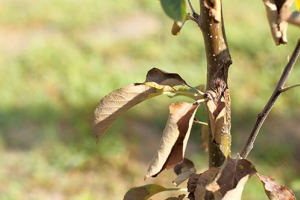 Лікбез про хвороби дерев яблуні: чому скручуються листки у яблуні