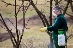 Опрыскивание деревьев весной - борьба с болезнями и вредителями