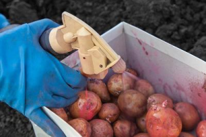 Обробка картоплі перед посадкою: професійні протруйники та народні способи