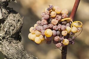 Оїдіум винограду – лікуємо одну із найнебезпечніших хвороб винограду