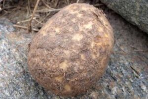 Парша картофеля: как вырастить здоровый картофель