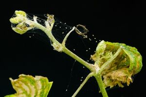 Павутинний кліщ на огірках: 7 засобів від шкідника
