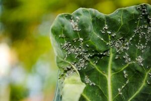 Попелиця – шкідник капусти: 10 методів контролю