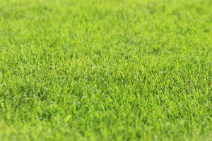 Посадка газонної трави і правильне укладання штучного газону