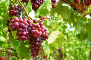 Посадка винограда: основные правила