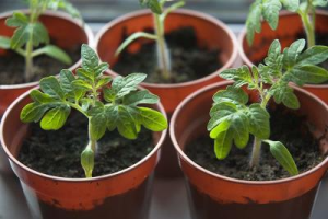 Рассада помидоров: выращивание от посева до пересадки в грунт