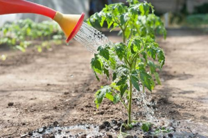 Секрети вирощування томатів та догляду за ними