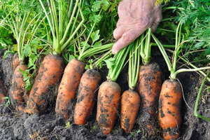Шкідники моркви: як захистити коренеплоди