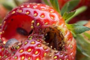 Шкідники полуниці: як боротися із хрущами та довгоносиками