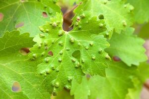 Вредители винограда: как избавиться от опасных насекомых