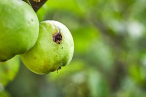 Вредители яблони: борьба за урожай