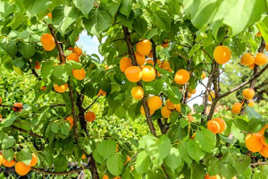 Сорти абрикосів: обираємо південне чудо