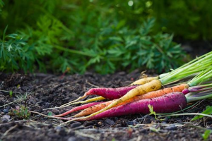 Сорти моркви: для літа та зими