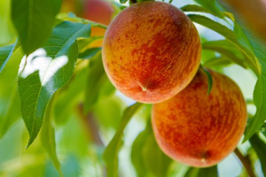 Сорта персика: урожай с июля по сентябрь