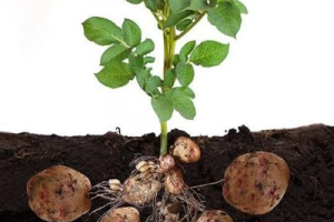 Стимулятор росту картоплі: дбаємо про улюблений овоч