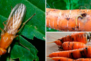 Луковая и морковная муха: эффективные методы борьбы