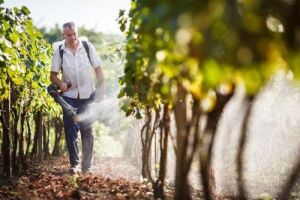 Весенняя обработка винограда - первый шаг к щедрому урожаю