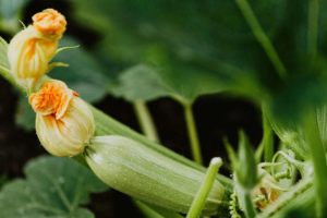 Выращивание кабачков от семян до сбора урожая