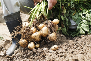 Вирощування картоплі: як отримати великий ранній урожай