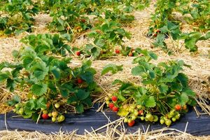 Выращивание клубники: как накормить ягодами всех