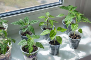 Выращивание рассады перца дома: правила посева и ухода