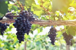 Выращивание винограда: уход от А до Я
