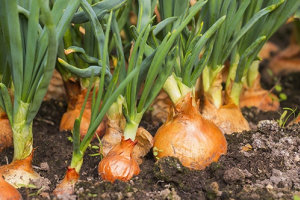 Выращивание зеленого лука: секреты получения витаминов
