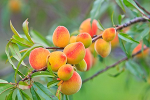 Як доглядати за персиком: поради садівникам