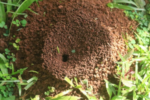 Як позбутися від мурах: на городі, вдома, в саду