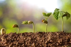 Как вырастить рассаду: топ-7 проблем и их успешное решение