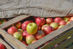 Хранение яблок: все секреты свежих фруктов
