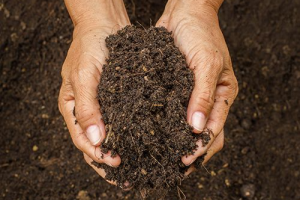 Знезараження ґрунту: знищуємо хвороби та шкідники в ґрунті