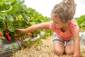 Високі грядки для полуниці: як збирати ягоди на два тижні раніше